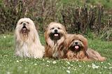 LHASSA APSO 301
